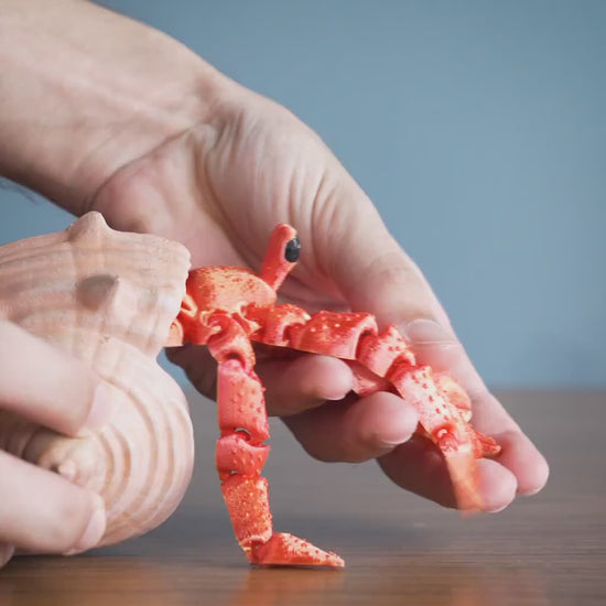 Articulated Hermit Crab